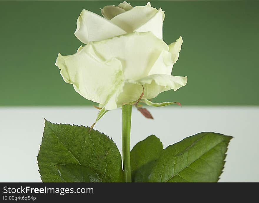 A white rose on a white and green background. Color game. A white rose on a white and green background. Color game.