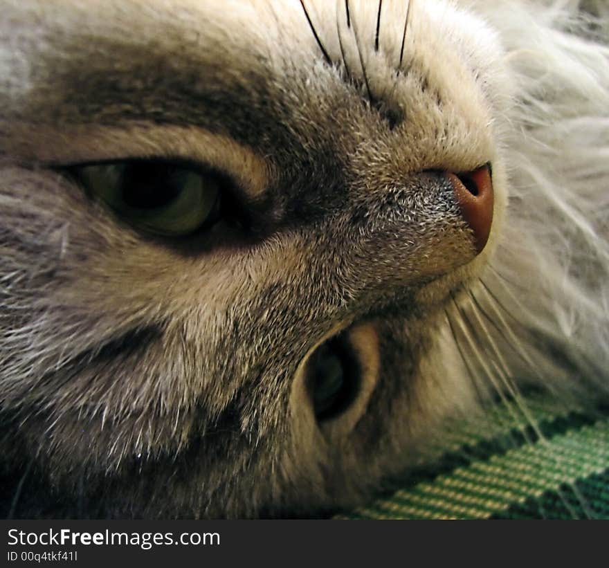 Photo of close up of a cat's face