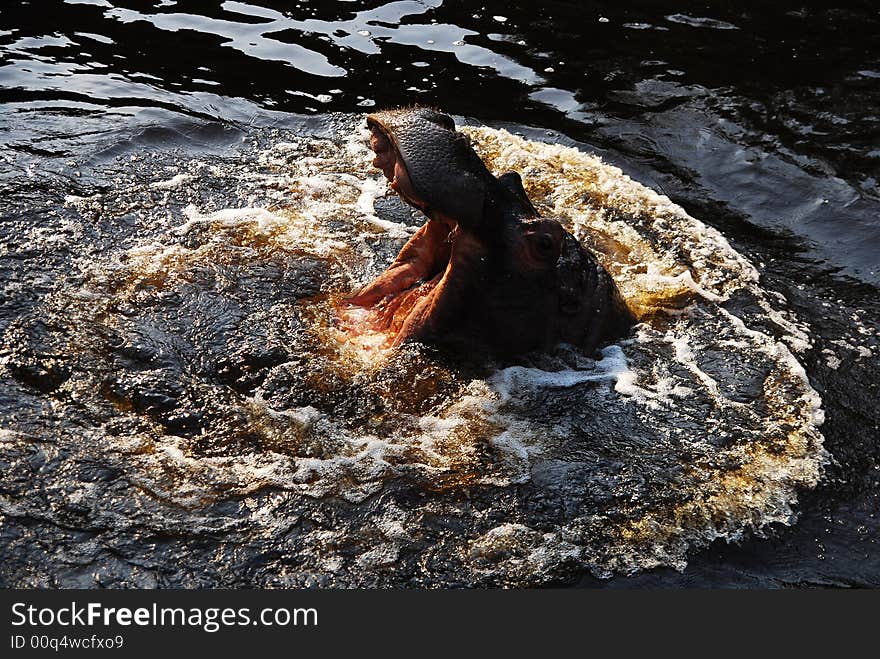 The behemoth was at a rest, suddendly it have a big gape, water flow to its mouth. The behemoth was at a rest, suddendly it have a big gape, water flow to its mouth