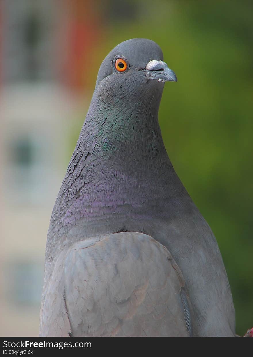 Close up grey pigeon on the colorful background. Close up grey pigeon on the colorful background