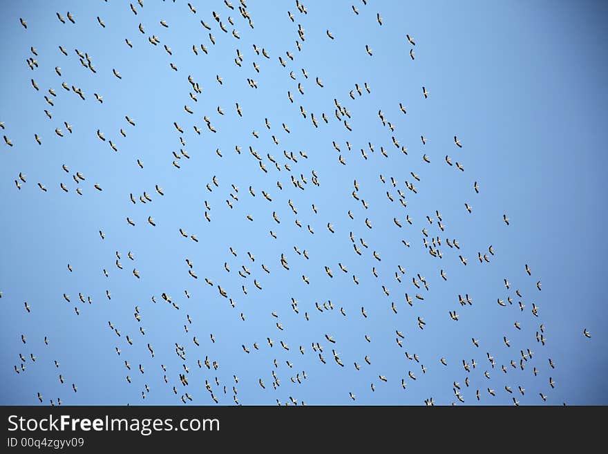 Big group of birds in the sky