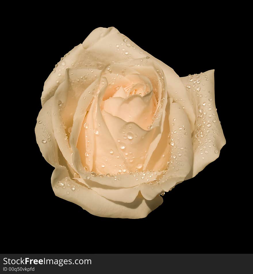 White rose isolated on a black background. White rose isolated on a black background