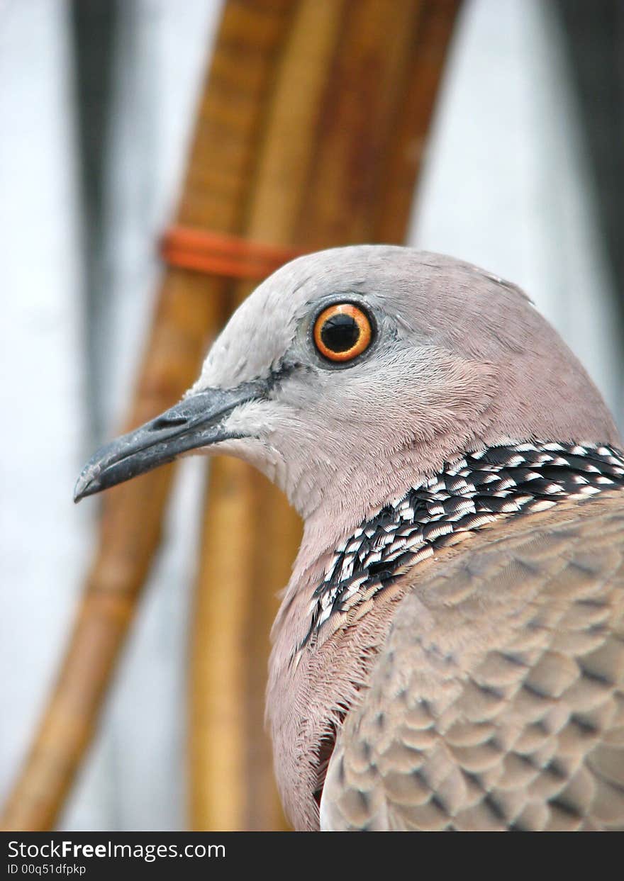 Spotted neck pigeon