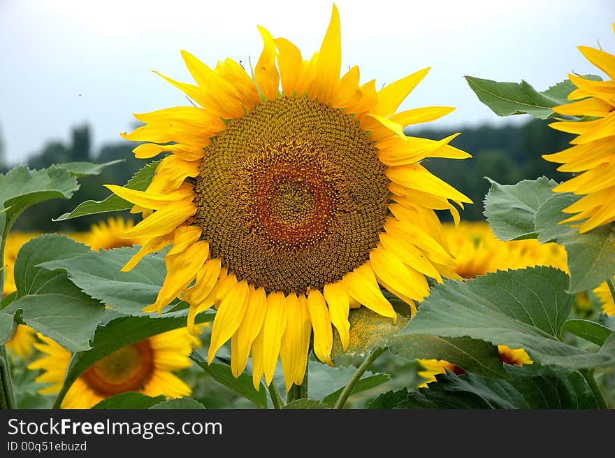 Corolla of sunflower