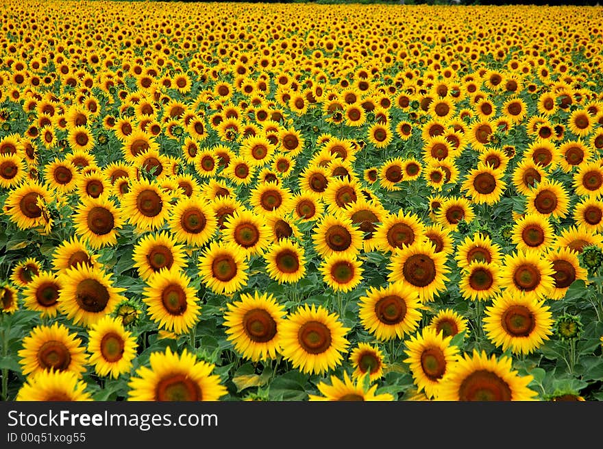 A field of sunflowers extending as far as the eye can see. A field of sunflowers extending as far as the eye can see