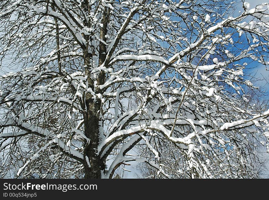 Snow on Branches II