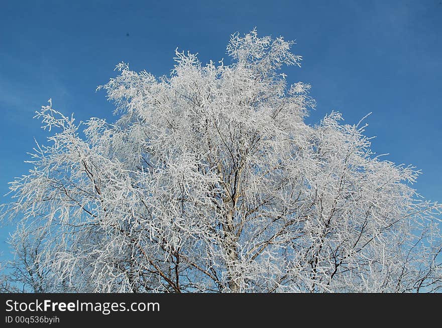 Snow covered tree