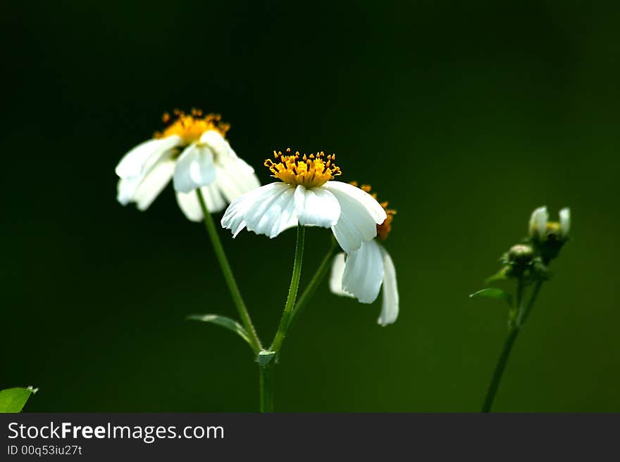 Gloriously sunny day the beauty of white flowers captured with a clean background. Gloriously sunny day the beauty of white flowers captured with a clean background.