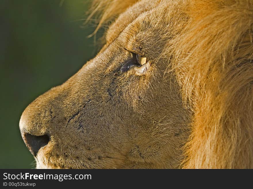 The African Lion is a most feared animal. The African Lion is a most feared animal