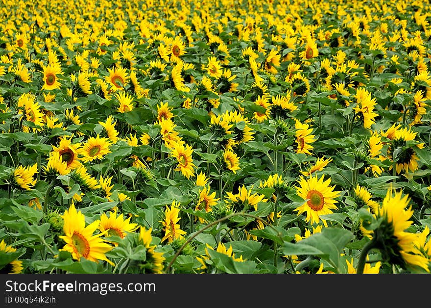 Field of sunflowers in the wind