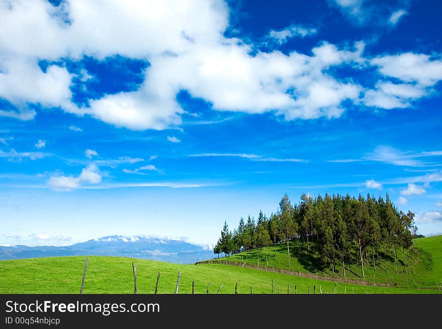 Beautiful meadow and small woods