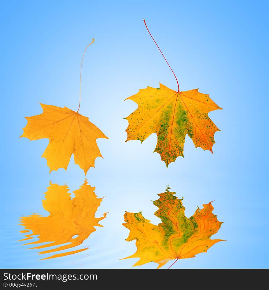 Abstract of two gold, red and green maple leaves in autumn, reflected over water and set against a blue background with white central glow. Abstract of two gold, red and green maple leaves in autumn, reflected over water and set against a blue background with white central glow.