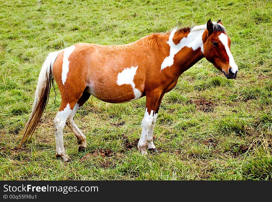 Beautiful horse in meadow