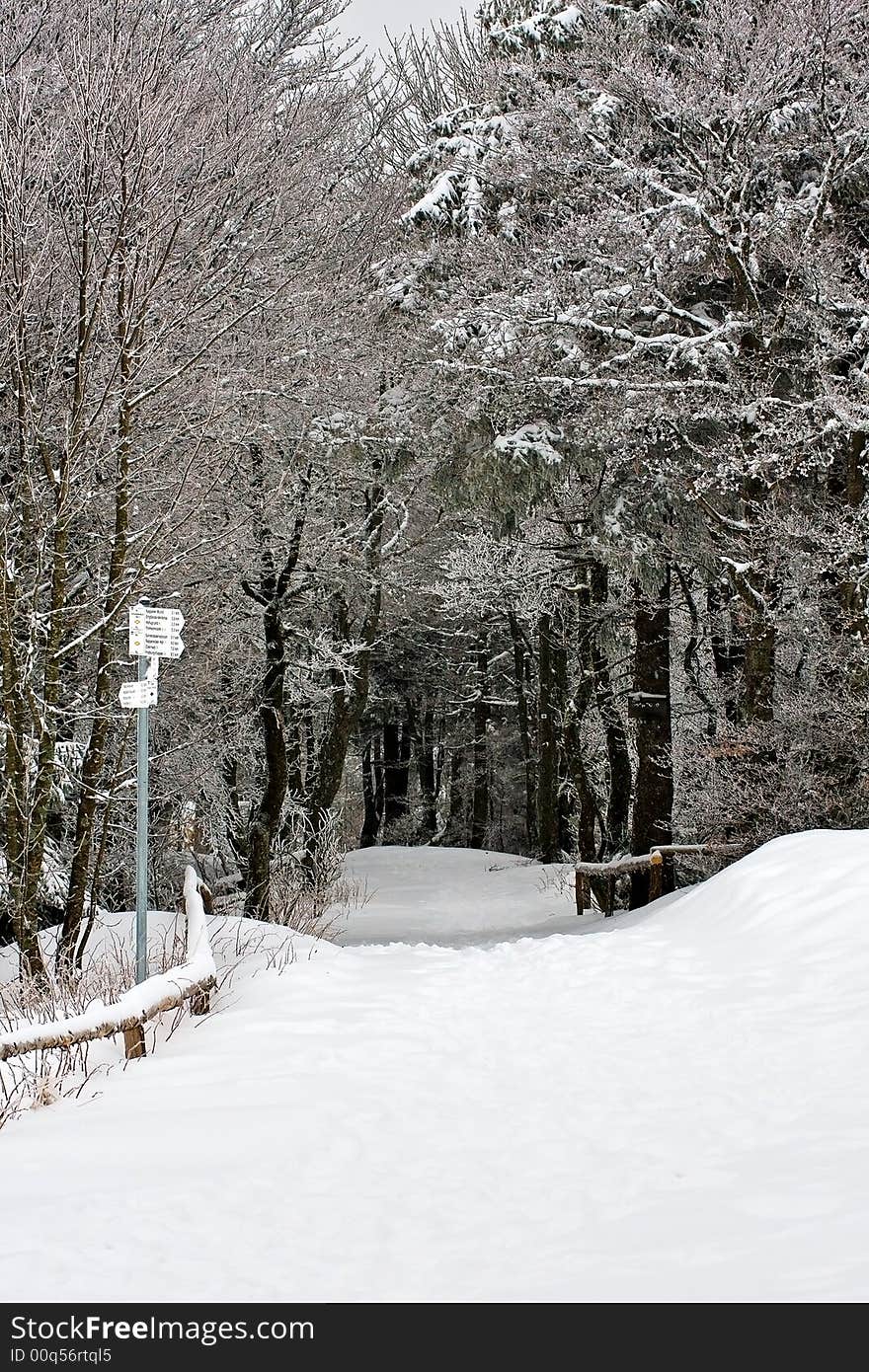 Road entering a black pine forest under heavy snow. Road entering a black pine forest under heavy snow