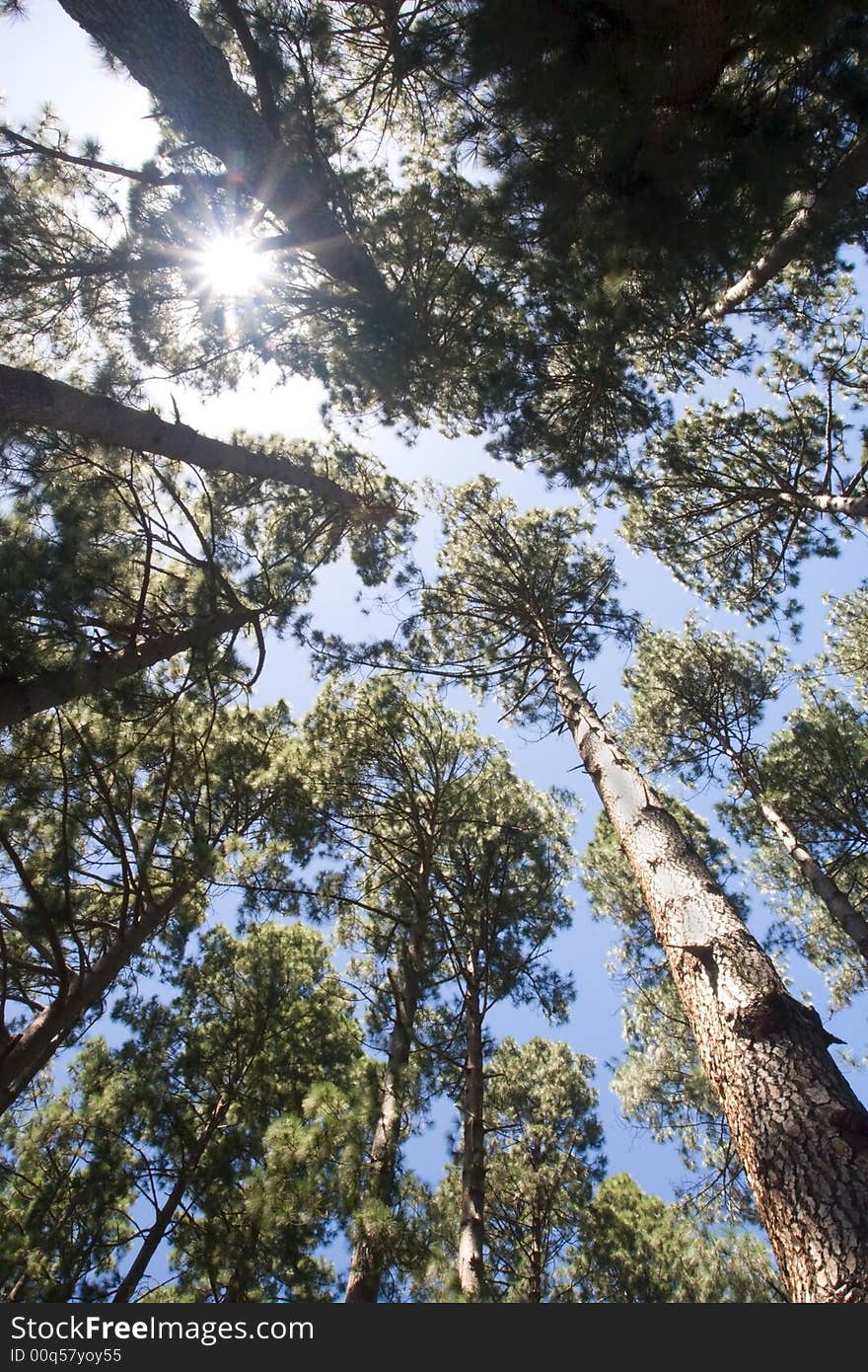 Looking Up At The Forest Canopy