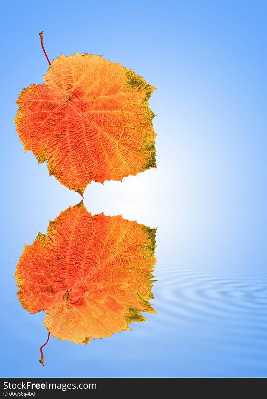 Abstract of a grape leaf in autumn with reflection in water, set against a blue and white background. Abstract of a grape leaf in autumn with reflection in water, set against a blue and white background.