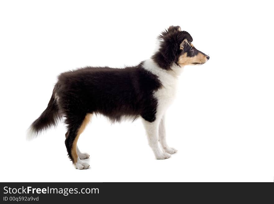 Scottish Collie Puppy Dog