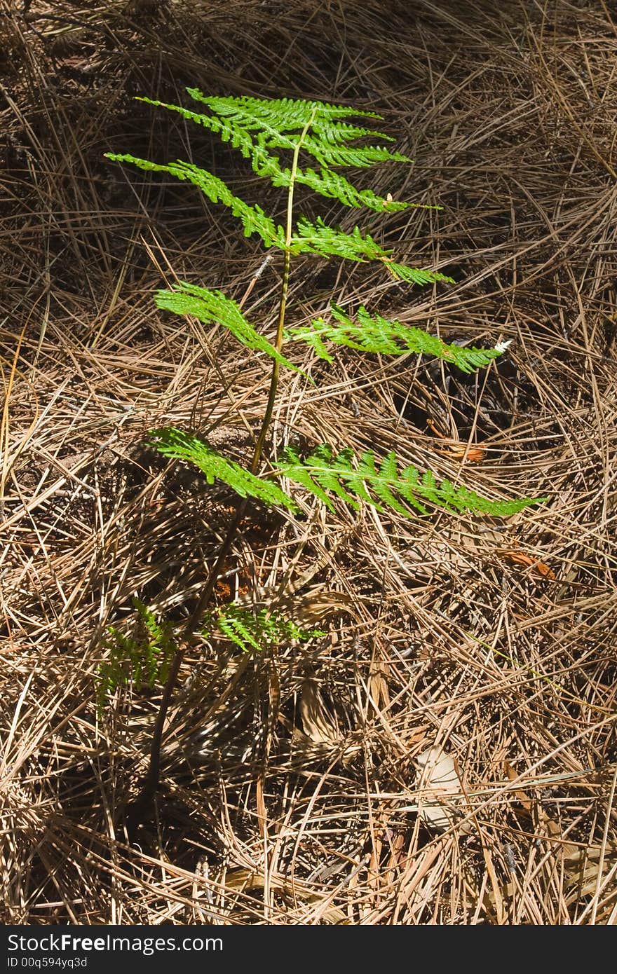 A young fern on the forest floor