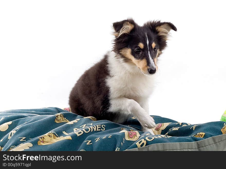 Scottish Collie Puppy Dog