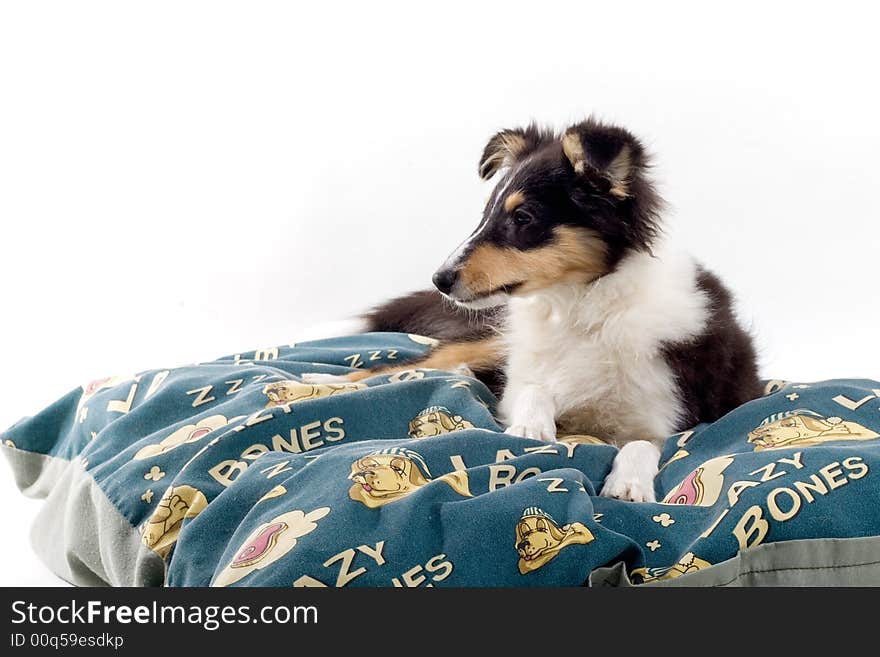 Scottish collie puppy dog