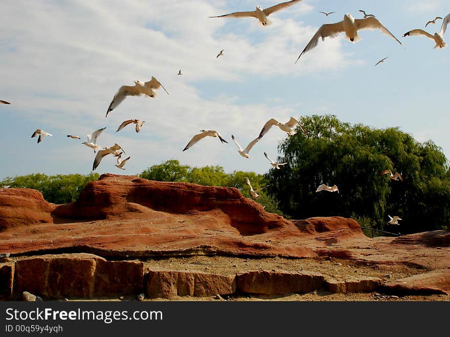 Familly of see gulls flying over the African mountains. Familly of see gulls flying over the African mountains