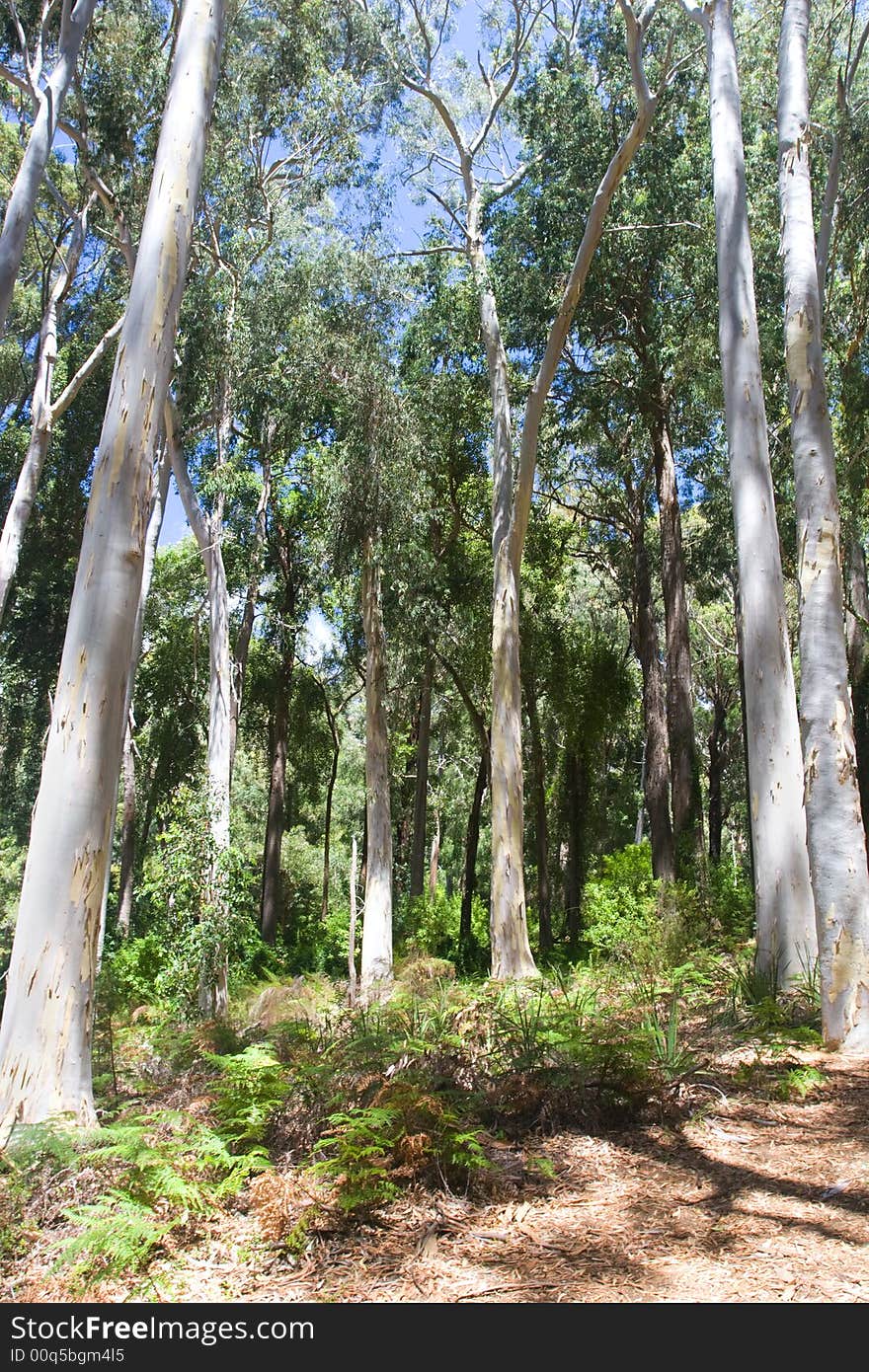 A clearing in the forest with shadows and sunlight. A clearing in the forest with shadows and sunlight