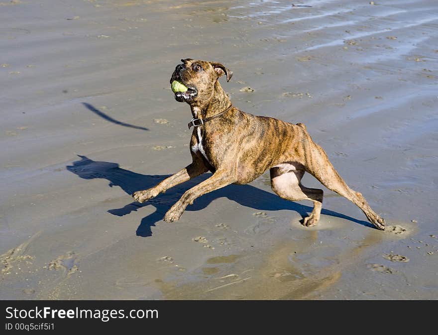 Boxer with ball in mouth jumping for stick on beach. Boxer with ball in mouth jumping for stick on beach