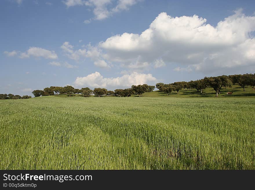 Landscape With A Green Field