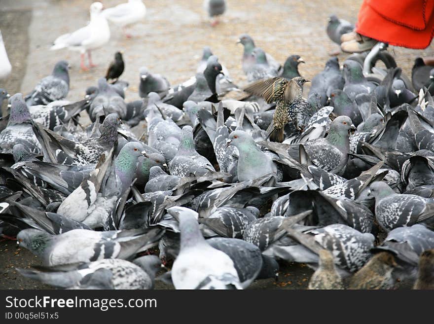 Pigeons attack