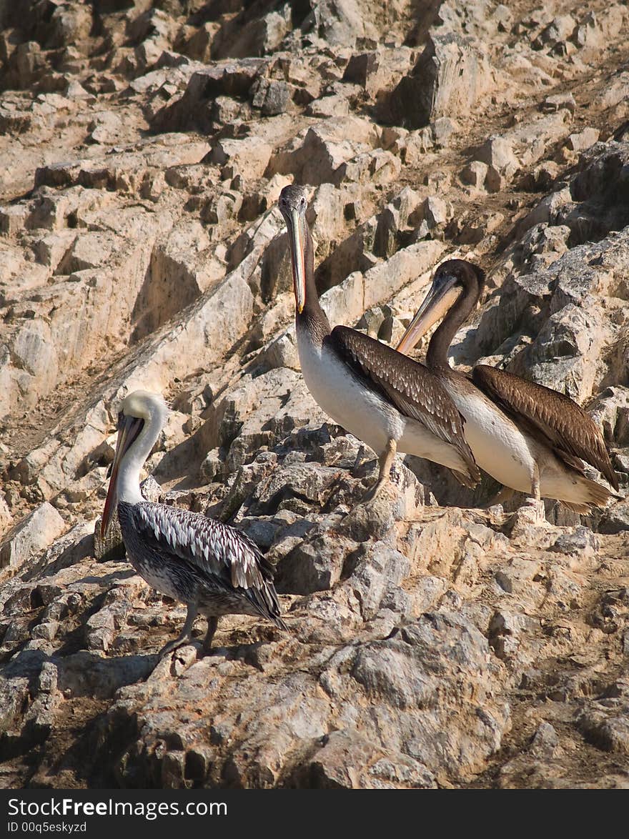 Wildlife on Islas Ballestas in Peru