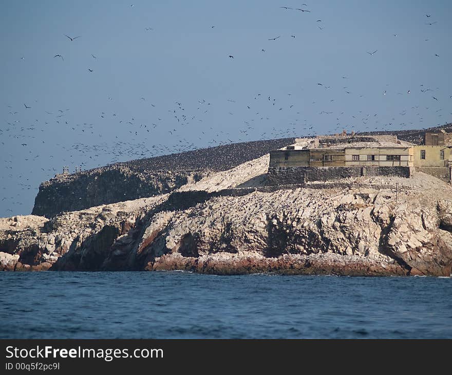 Wildlife on Islas Ballestas in Peru, Paracas Natural Park