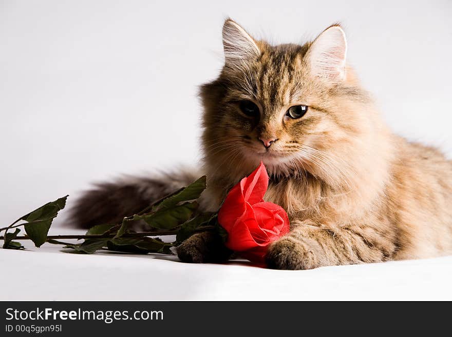 Sweet little cat with a red rose for valentines day. Sweet little cat with a red rose for valentines day.