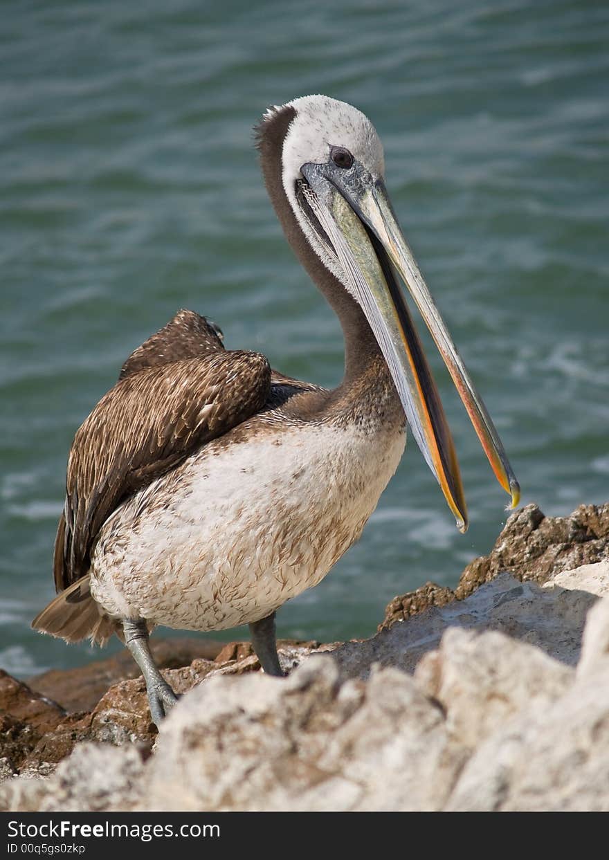 Close-up of a pelican