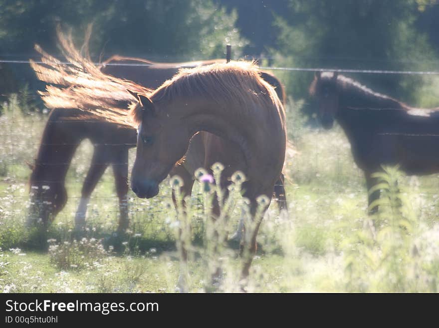 Beautifull summerpicture of horses, just a lucky shot. Beautifull summerpicture of horses, just a lucky shot