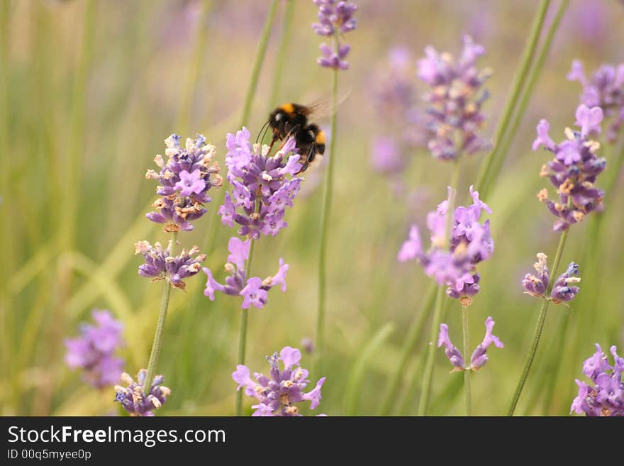 Lavender with a bee