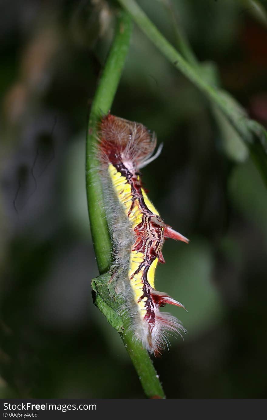 Caterpillar climbing up Plant Stem.