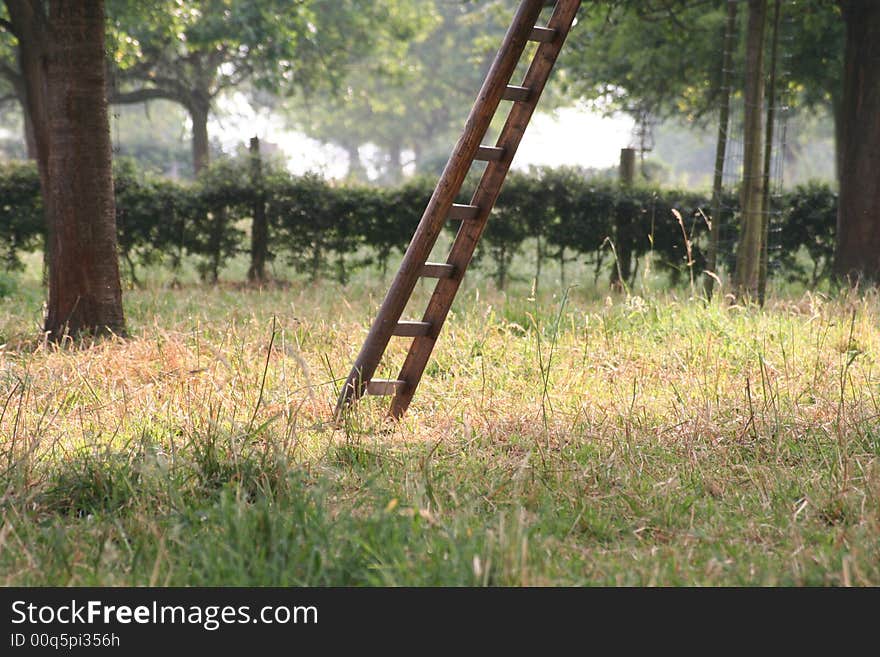 Ladder in the field