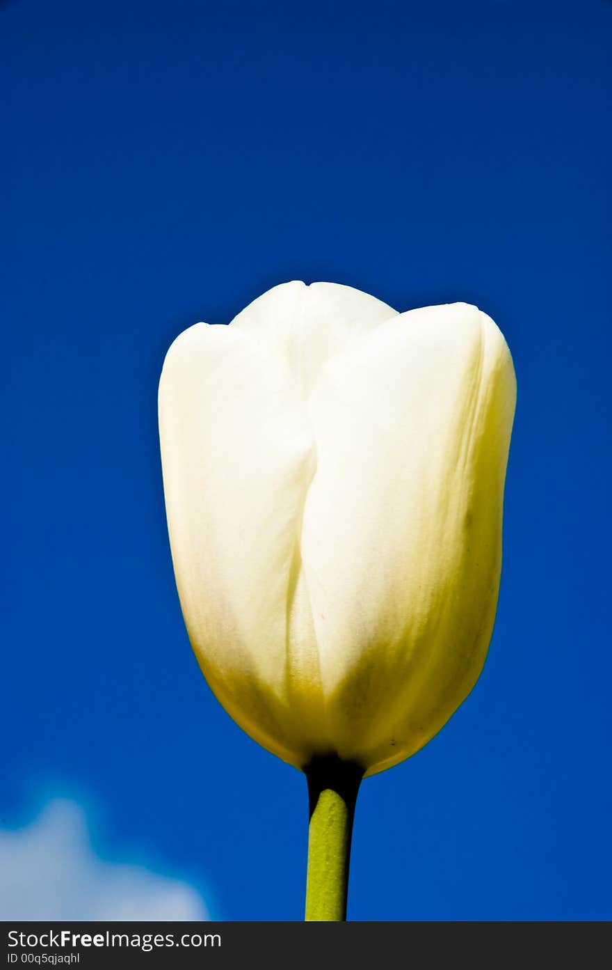 A single white tulip against a blue sky