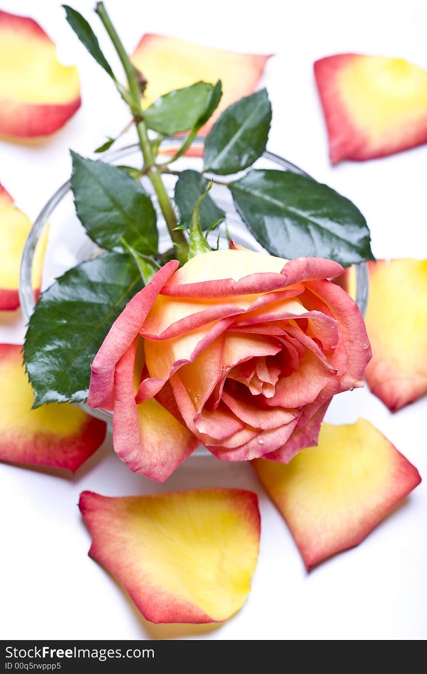 Shoot of  rose and petals on white background. Shoot of  rose and petals on white background.