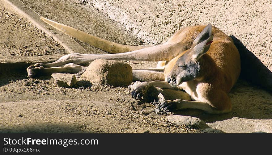 A Kangaroo enjoys a nap in the sun. A Kangaroo enjoys a nap in the sun.