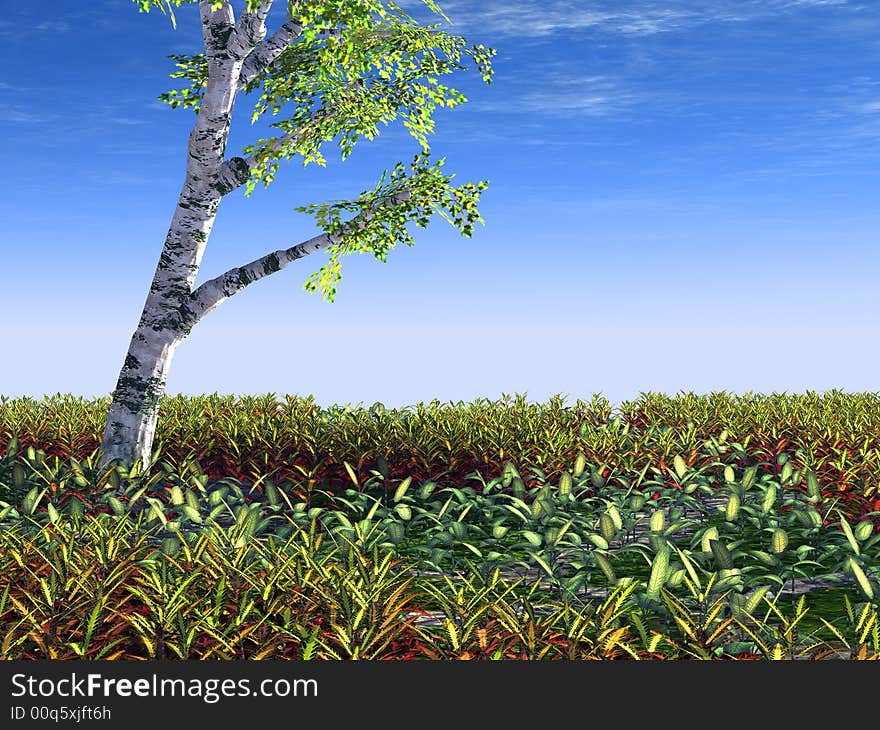 Russian birch. A tree on a meadow with a colourful grass and the pure sky