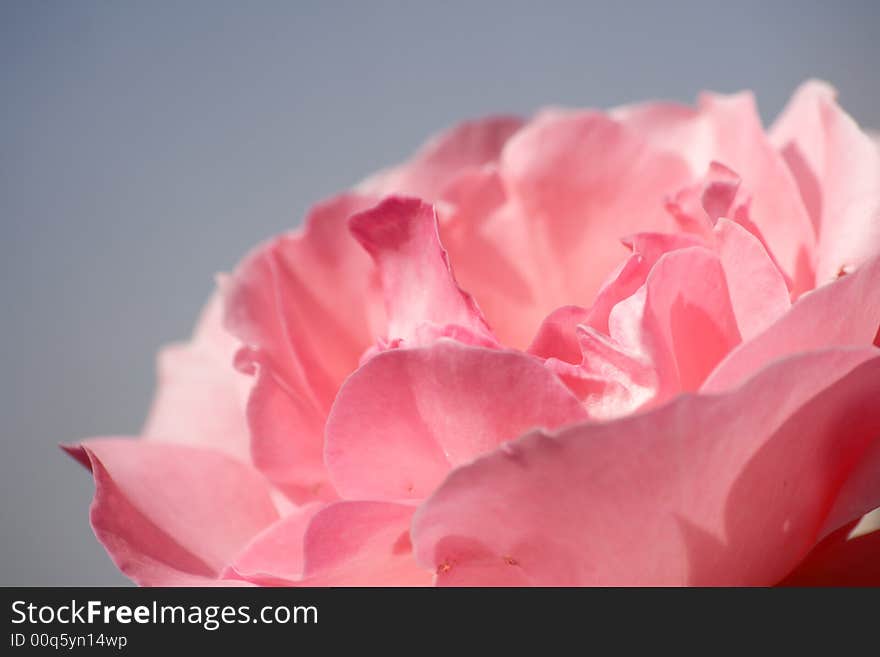 Pink rose details under sun light