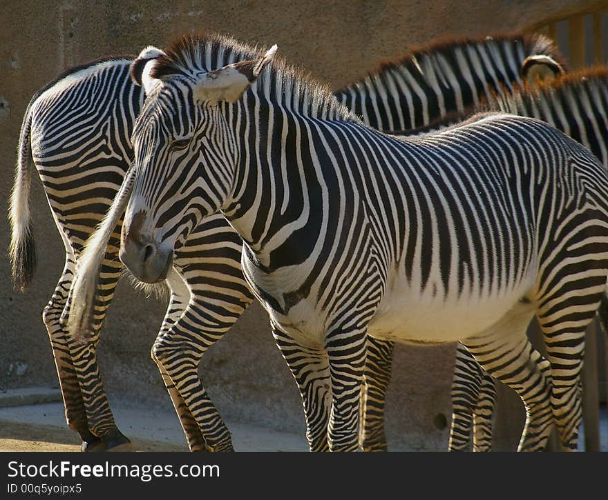 A group of Zebra gather in the afternoon sun. A group of Zebra gather in the afternoon sun.