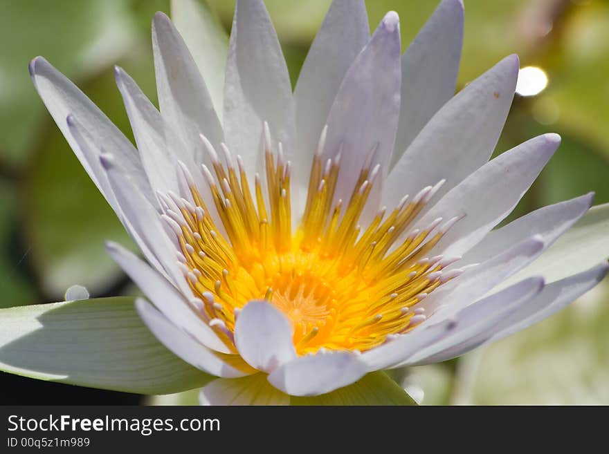 Yellow and white ninfea flower details. Yellow and white ninfea flower details