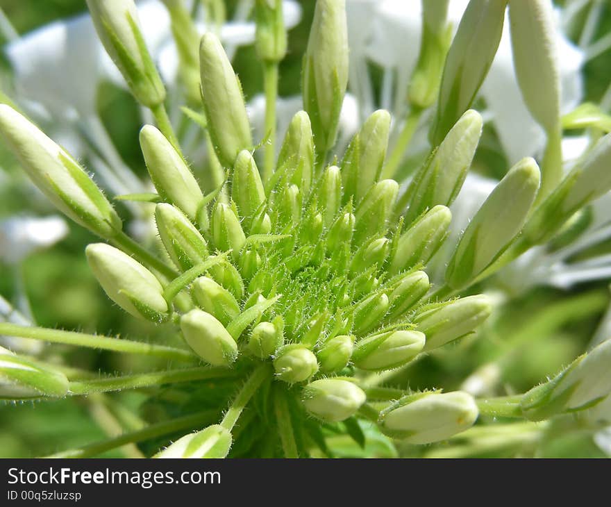 Spider Flower