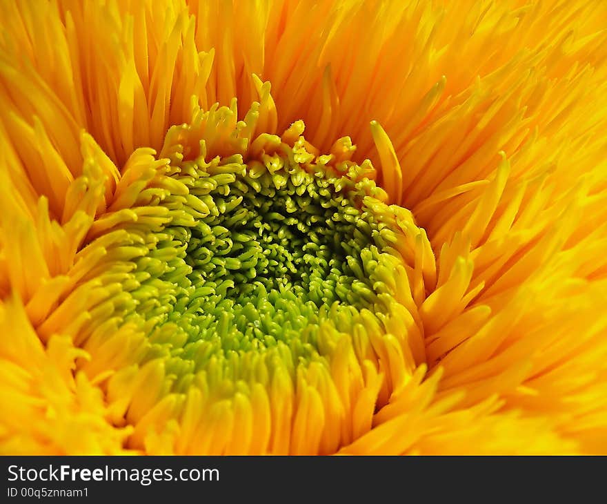 Center of a sunny yellow, and slightly feathery, sunflower.