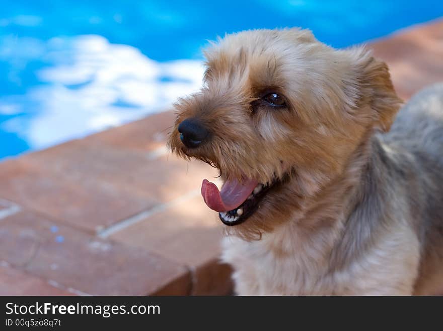 Dog yawn and its tongue