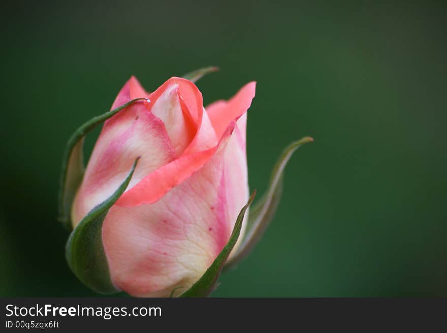 Closed pink rose with green background. Closed pink rose with green background