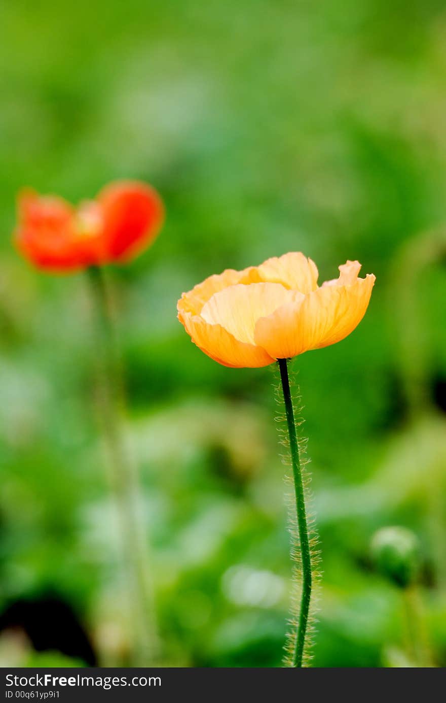 Corn Poppy