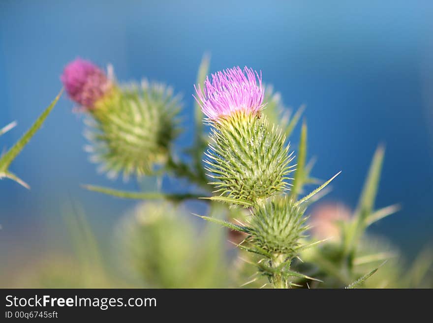 Thistles by Caddies Creek